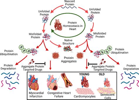 Figure From Protein Homeostasis In The Aged And Diseased Heart