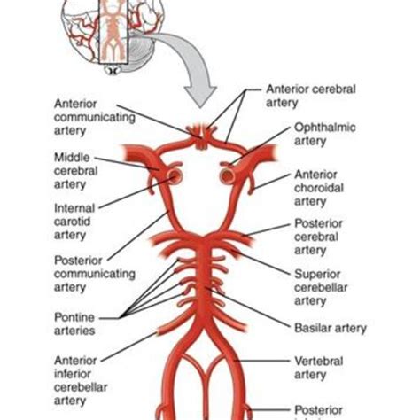 Showing The Vertebral And Basilar Network Posterior Cerebral Artery The