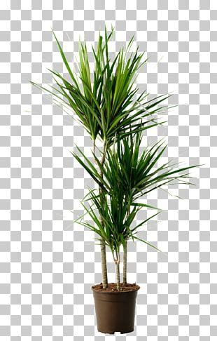 Dracaena Reflexa Var Angustifolia Houseplant Indoor Plants Dragon Tree