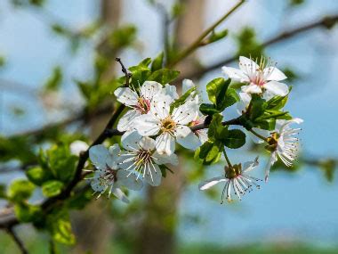 Blackthorn: Identification, Leaves, Bark & Habitat | Prunus spinosa