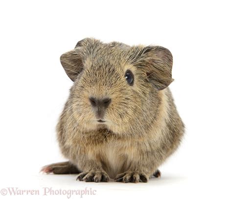 Baby yellow agouti Guinea pig photo - WP27490