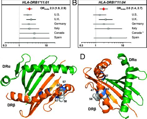 Multiple HLA DRB1 11 Alleles Are Associated With SJIA Forest Plots