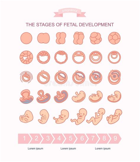 Process Of Pregnancy From St To Th Months Fetal Development Baby