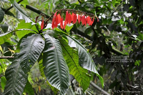 Flowers And Plants Trinidad And Tobago