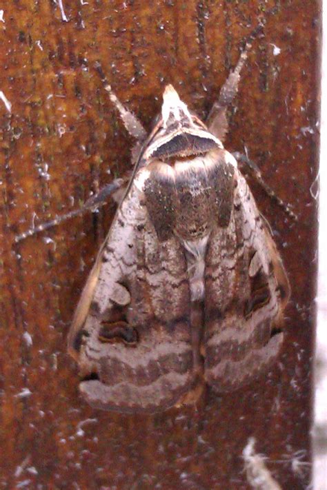 A morning moth hunting | ljaynature