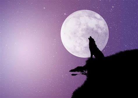 Why Do Dogs Howl At The Moon