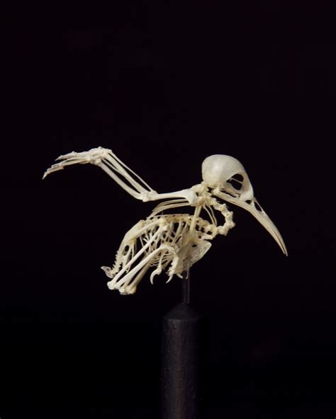 Hummingbird skeleton encased in tiny Victorian glass dome. - found on ...