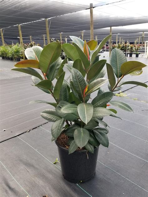 Ficus Robusta Bush Tri State Foliage In House Availability