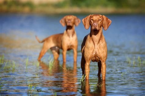 vizsla dog breed information characteristics furlyfe
