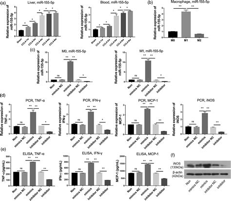 MiR 155 5p SOCS1 JAK1 STAT1 Participates In Hepatic Lymphangiogenesis