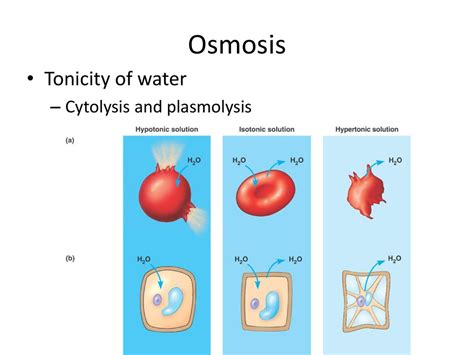 Cell Membrane And Transport Ppt Download