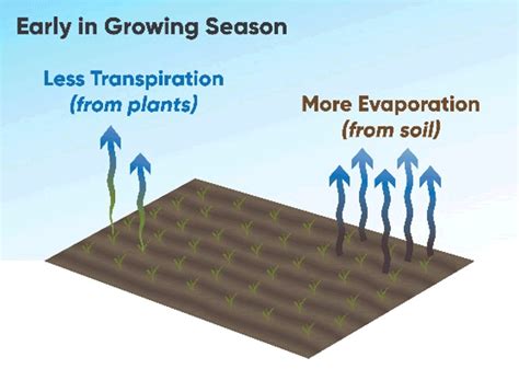 Corn Water Use Pioneer® Seeds