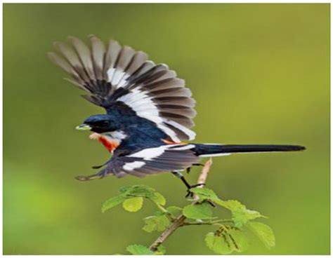 Percent Of Bird Species In India Are Endemic