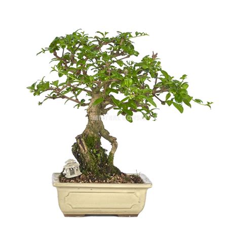 Bonsaï exclusif Carmona 9 ans Arbre à thé Fukien tea arbuste