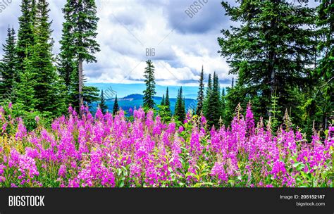 Alpine Meadows Covered Image & Photo (Free Trial) | Bigstock