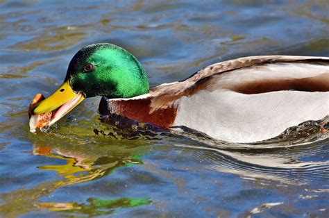 Stockente Ente Wasservogel Kostenloses Foto Auf Pixabay