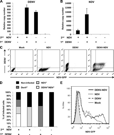 Increased Ndv Replication After A Secondary Infection Of Denv Infected