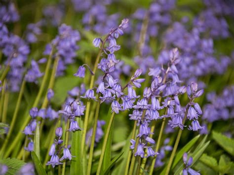 Bluebell Flowers Growing Information For English And Spanish Bluebells