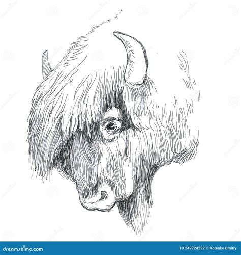 Bison Large Image Of The Head Ink Drawing Stock Illustration