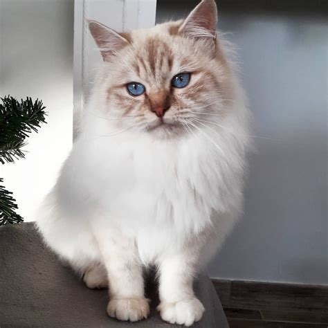 Cat Coat Silver And Smoke Cats — The Little Carnivore