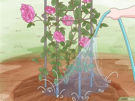 Cómo injertar rosas 14 Pasos con imágenes wikiHow