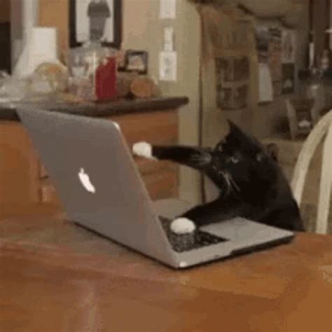 Cat Typing GIF - Cat Typing Laptop - Discover & Share GIFs