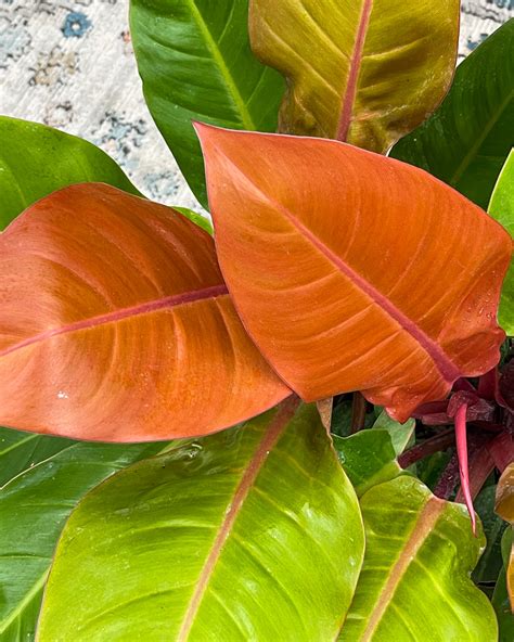 Philodendron ‘Prince of Orange’, Prince of Orange Philodendron | PlantVine