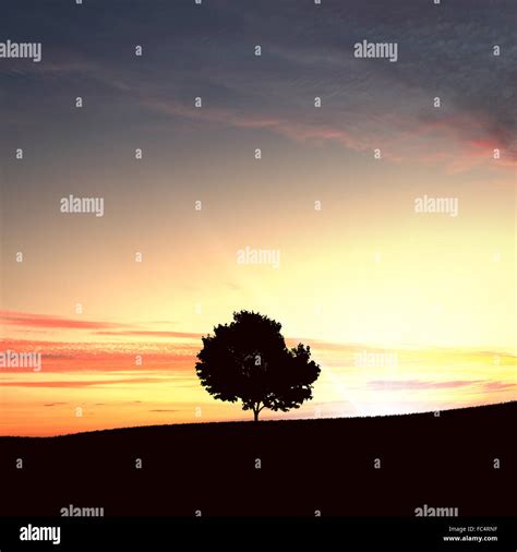 Lonely Tree On The Sunset Agaisnt Sky Background Stock Photo Alamy