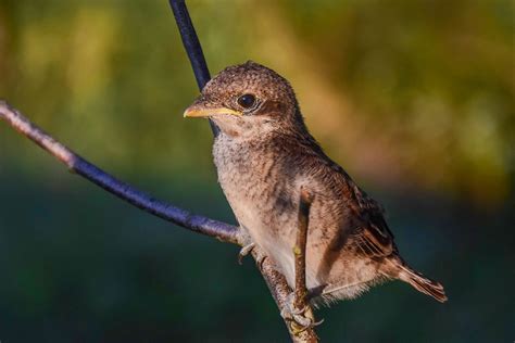 Squirrel Bird - Free photo on Pixabay