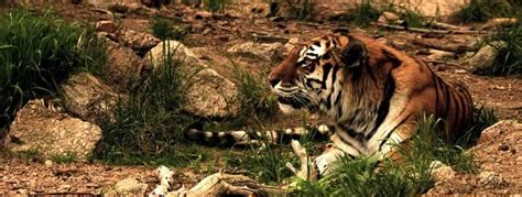 Tigru: Informații esențiale și curiozități | Wiki Animale