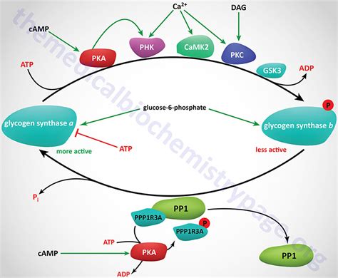 Glycogen Metabolism - The Medical Biochemistry Page