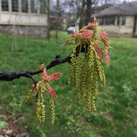 How Oak Trees Can Hybridize To Form New Varieties — Nashville Tree Conservation Corps