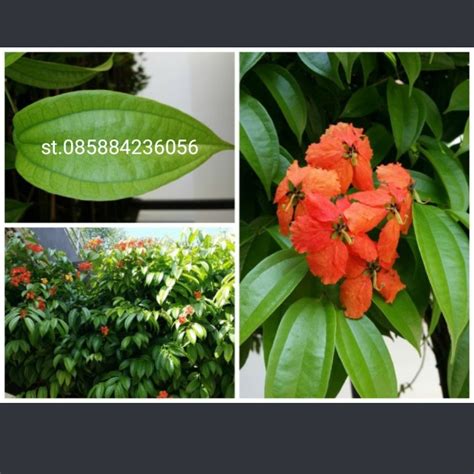 Jual Promo Tanaman Hias Rambat Bauhinia Coccinea Pohon Bauhinia