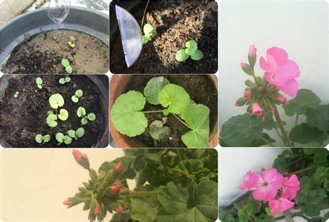 Growing Geraniums From Seed