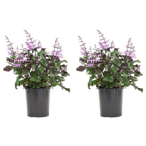 Vigoro Qt Plectranthus Mona Lavender Plant In In Grower S