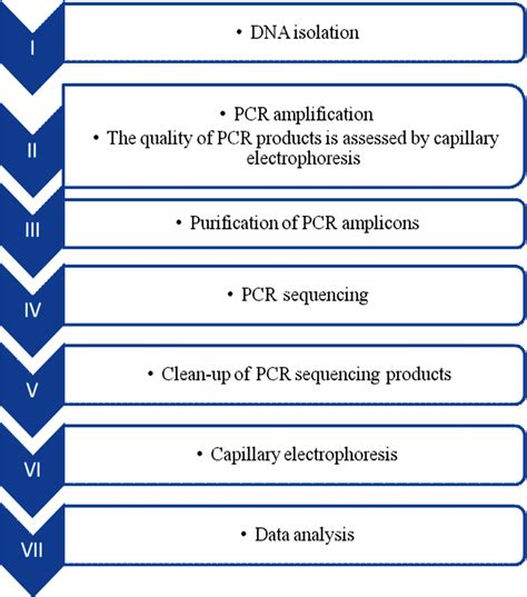 Sanger Sequencing Workflow Dna Deoxyribonucleic Acid Pcr