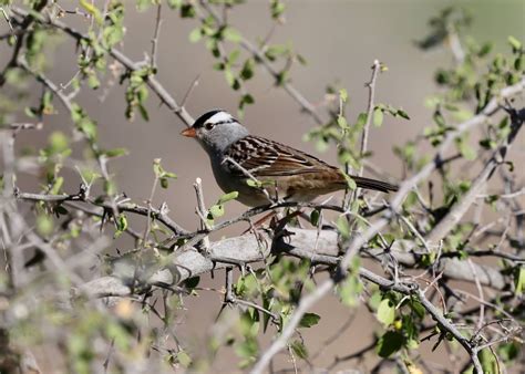 The Azure Gate: Birds of Sweetwater Wetlands - Part III