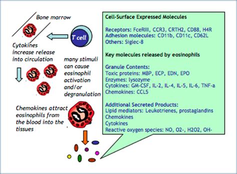 Eosinophils British Society For Immunology