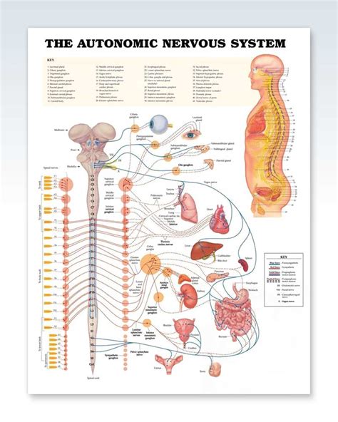 Autonomic Nervous System Exam Room Anatomy Poster – ClinicalPosters