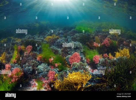 Sunlight Underwater Over Various Colorful Seaweed In The Atlantic Ocean