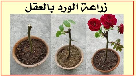 زراعة عقل الورد الجوري Grow Roses From Cuttings Youtube