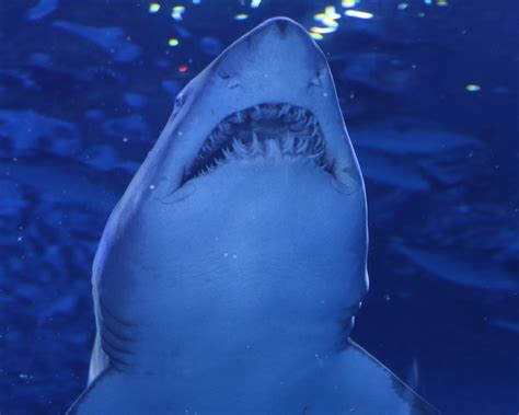 Quantos Dentes Tem Um Tubarão - Quantos dentes tem os tubarões? - AquaRio