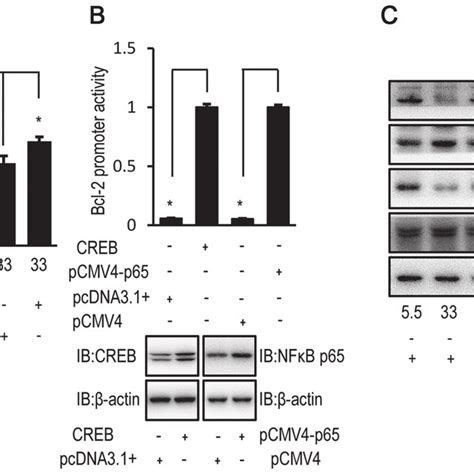 High Glucose Downregulates Bcl 2 Expression Via Hk2 Expression Huvecs Download Scientific