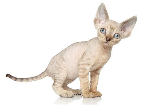 Devon Rex Cat Breed Devon Rex Cats And Kittens