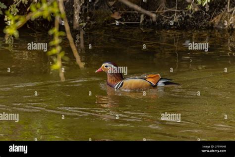 Male Wood duck, Aix sponsa, swimming on the River Stour in breeding ...