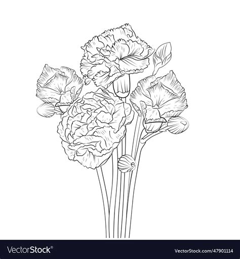 Carnation Flower Line Art Botanical Royalty Free Vector