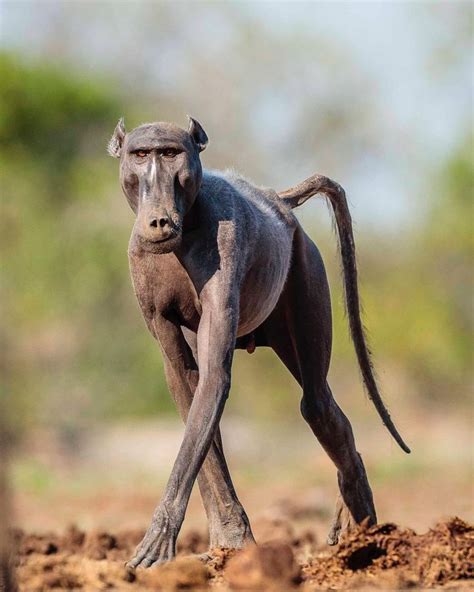 Hairless Baboon Unique And Fascinating Wildlife Encounter