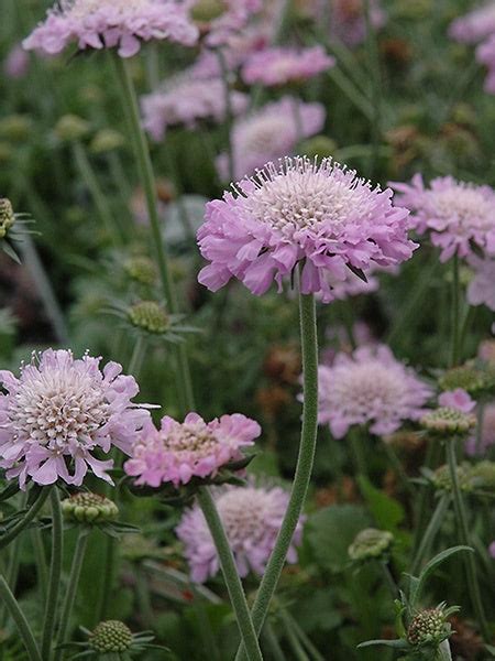 Scabiosa Pincushion Pink Mist Calgary Plants