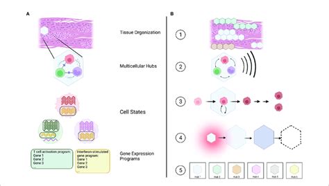 Multicellular Hubs As Coordinated Modules In A Hierarchical Model Of