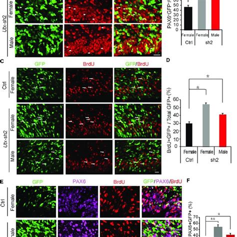 Utx Knockdown Increases Proliferation Of Pax6 Positive Radial Download Scientific Diagram